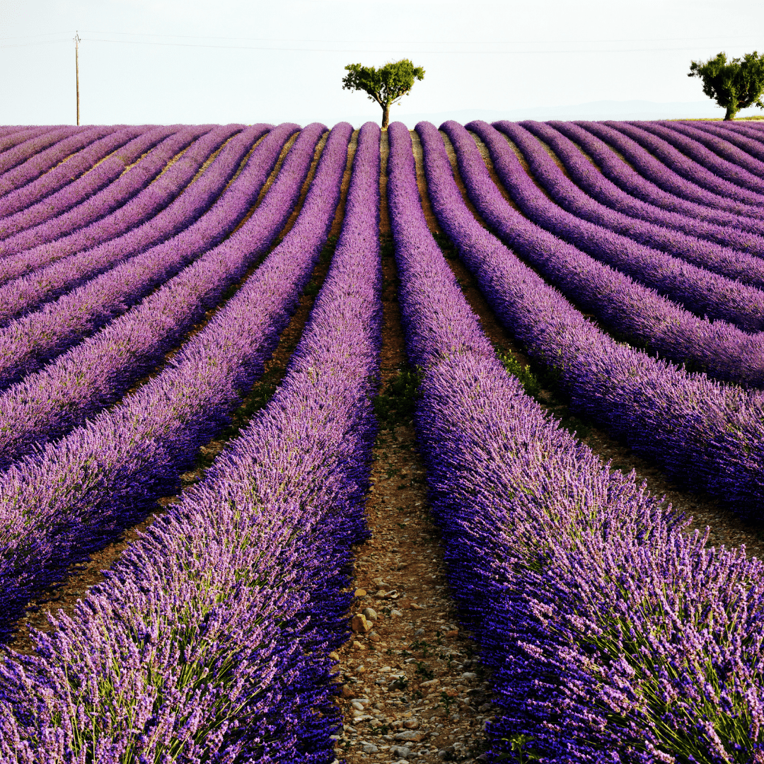 champ de lavande en Provence