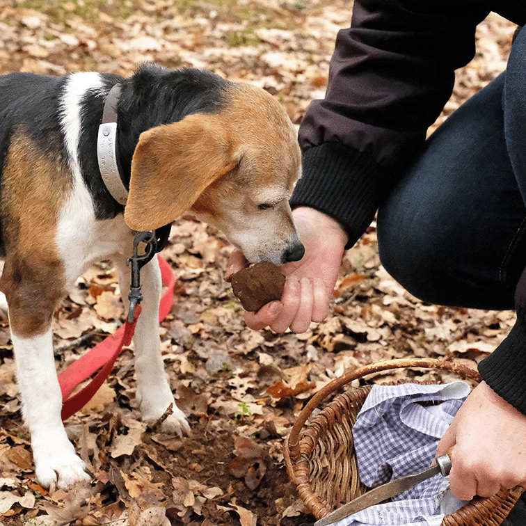Chien qui recherche des truffes.
