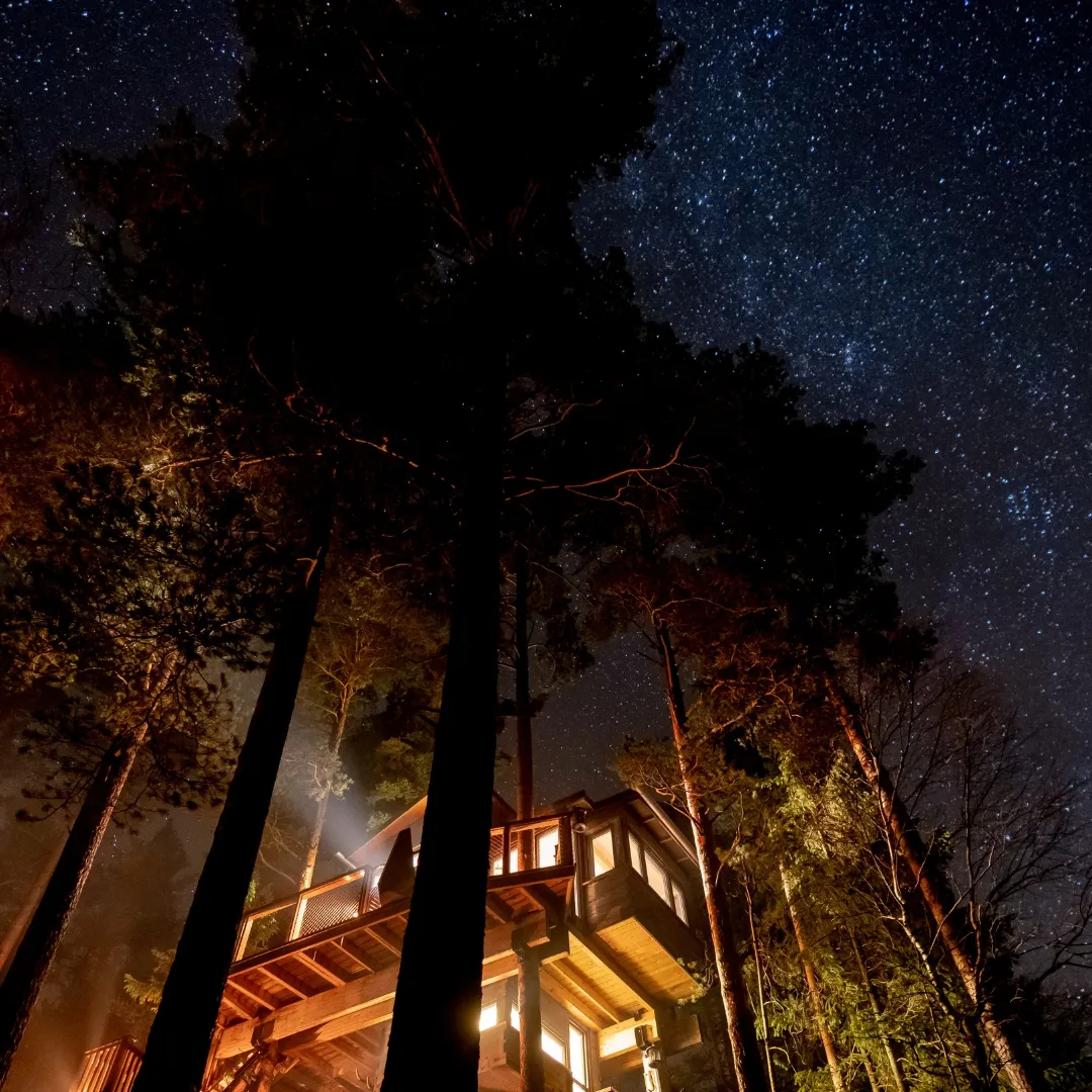Cabane dans les arbres sous un ciel étoilé.