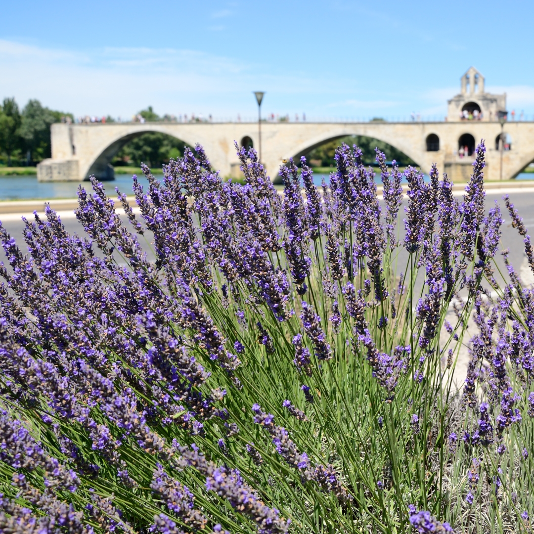 Vue du Pont d'Avignon