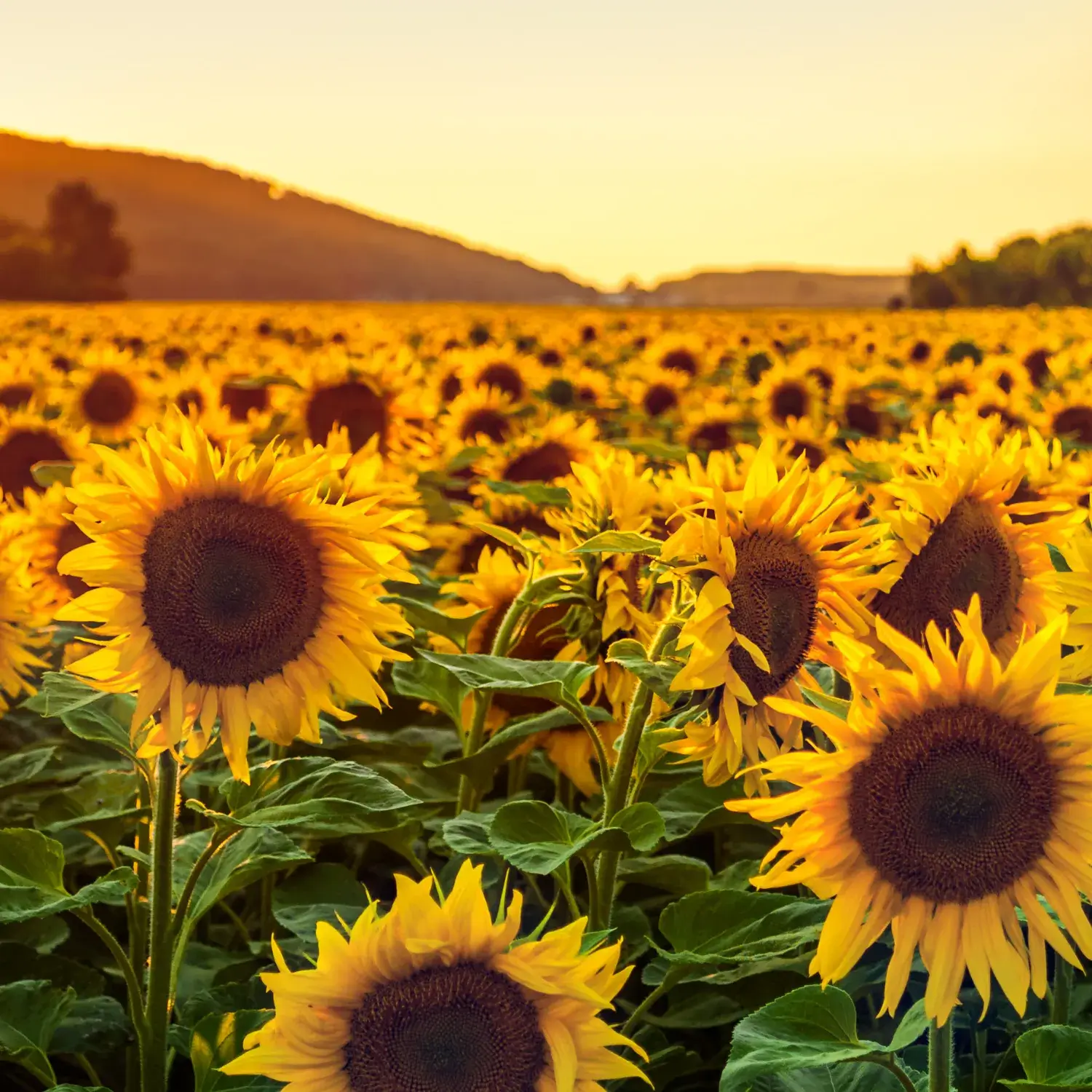 champs de tournesol