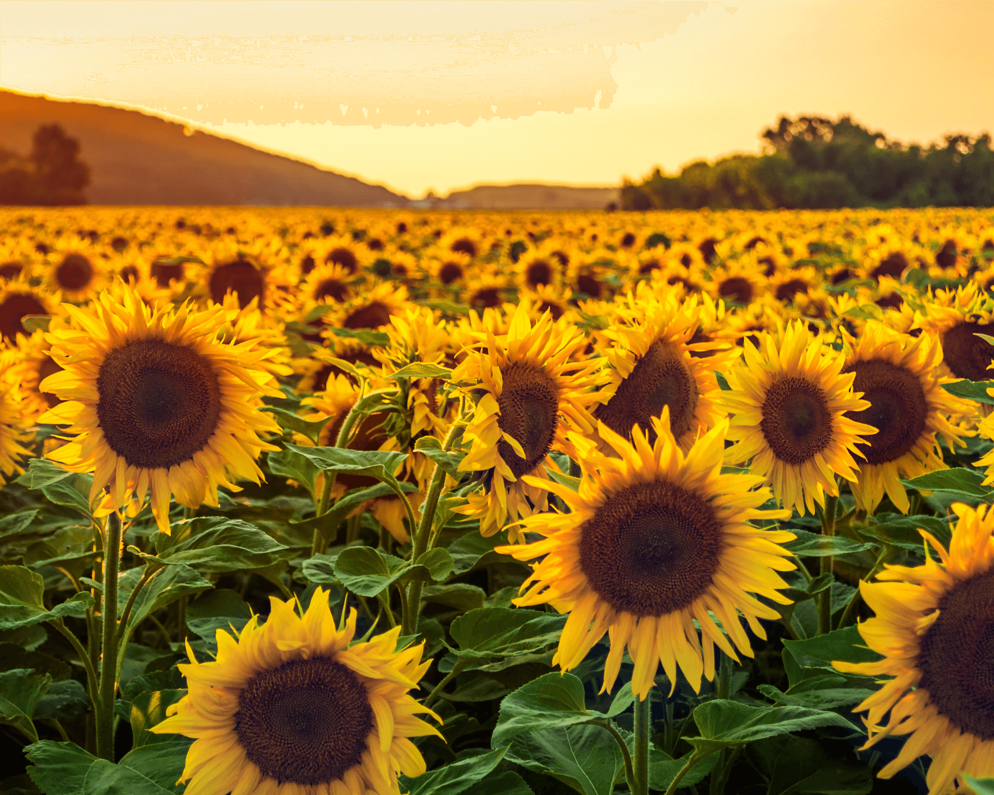 champs de tournesol