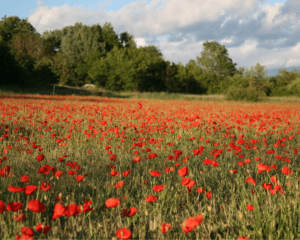 Champs coquelicots