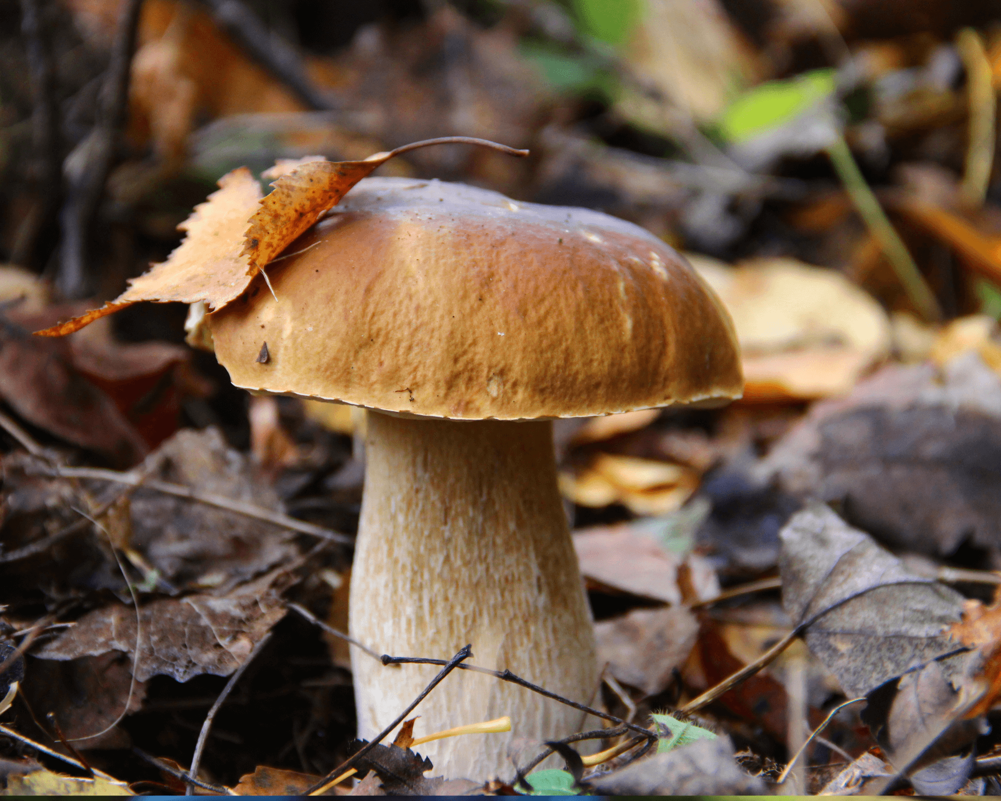 Champignon