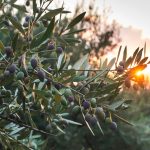 Gros plan d'un olivier au coucher du soleil