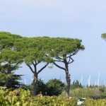 Vignes et pins parasols